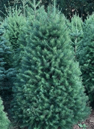Douglas-Fir-Vail-Valley-Christmas-Tree-2 Douglas-Fir-Vail-Valley-Christmas-Tree-2