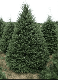 Fraser-Fir-Vail-Colorado-Christmas-Tree Fraser-Fir-Vail-Colorado-Christmas-Tree