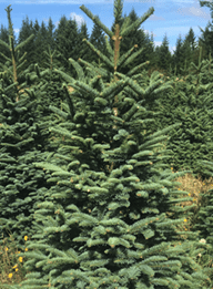 Noble-Fir-Christmas-Trees-Eagle-Colorado-1 Noble-Fir-Christmas-Trees-Eagle-Colorado-1